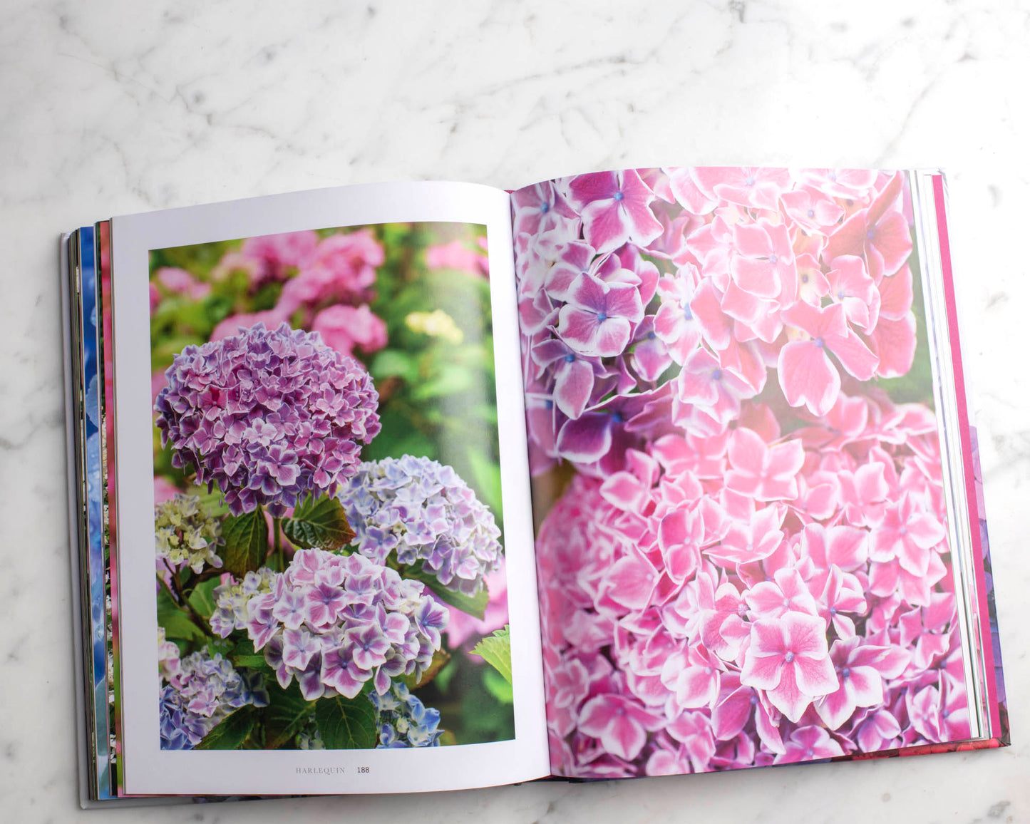 Hydrangeas - Beautiful Varieties for Home and Garden