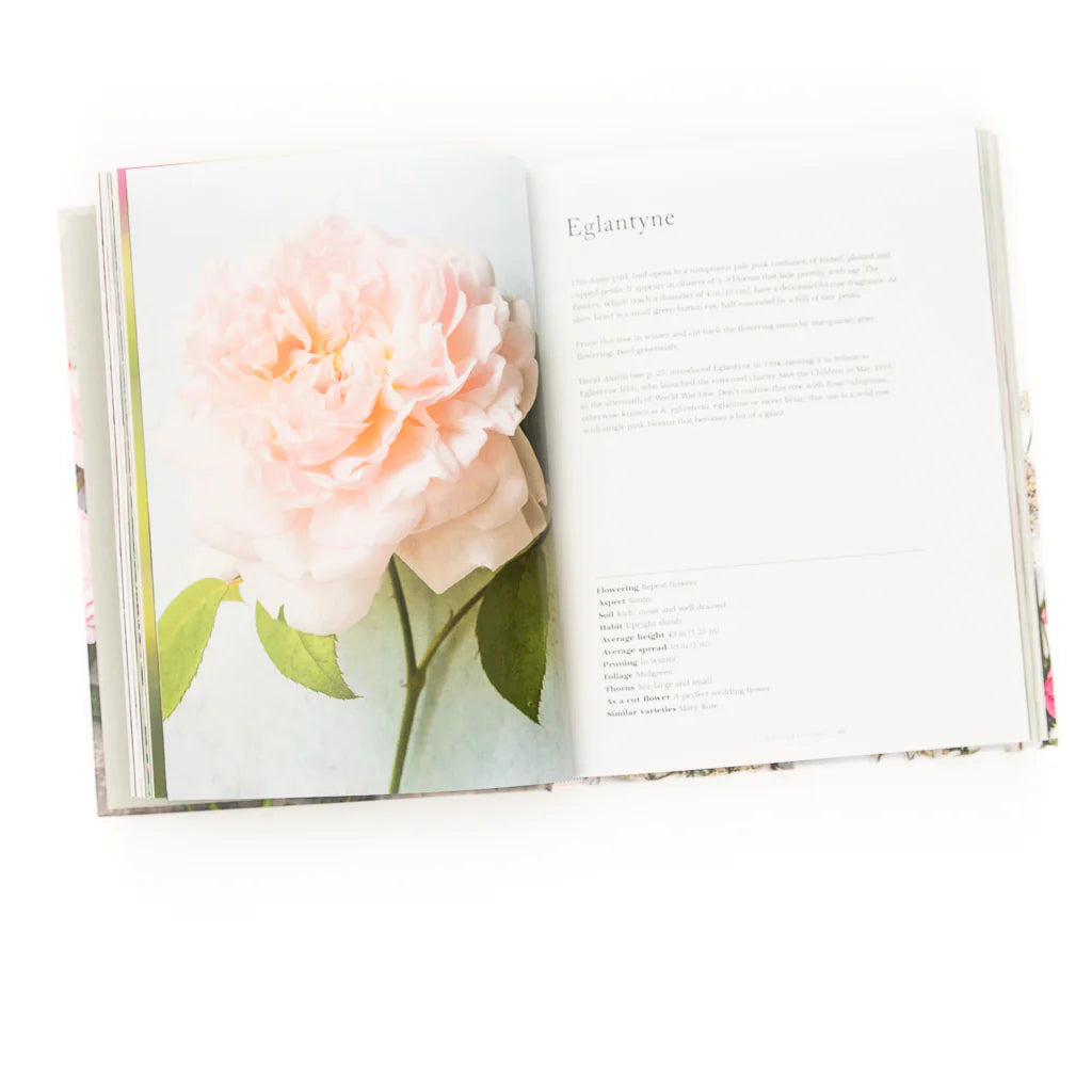 Vintage Roses: Beautiful Varieties for Home and Garden