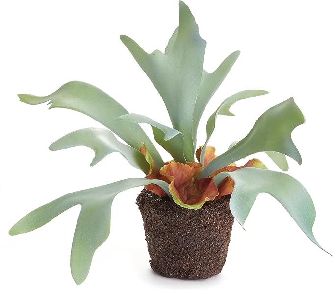 STAGHORN FERN DROP-IN 9"