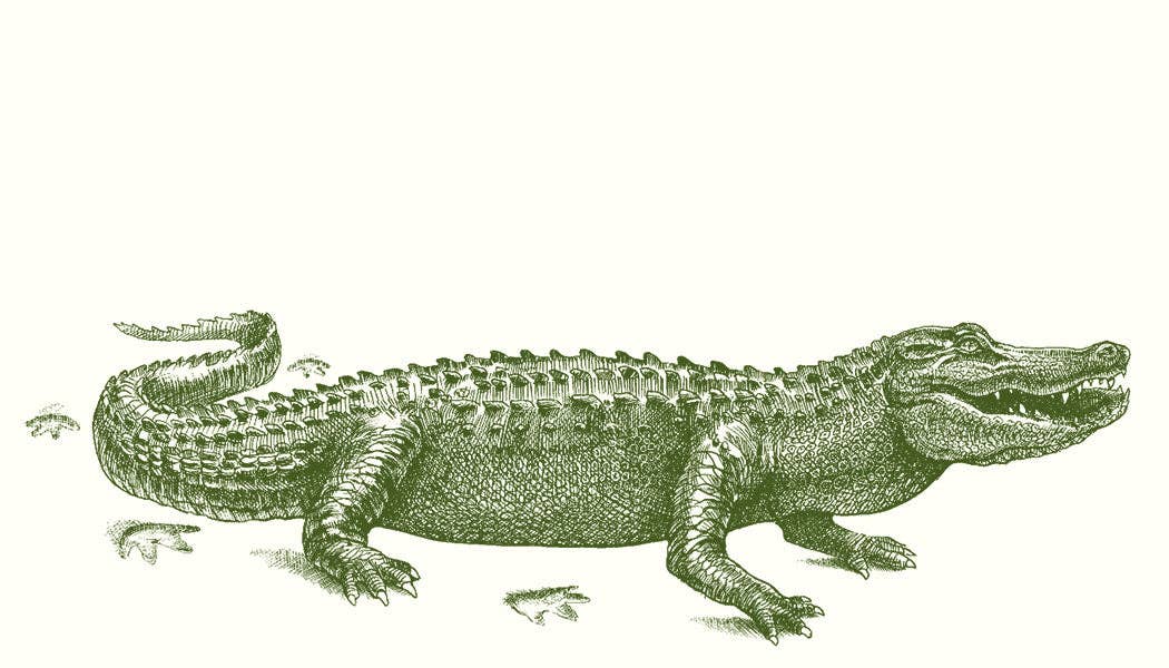 Gator Crossing Gift Cards