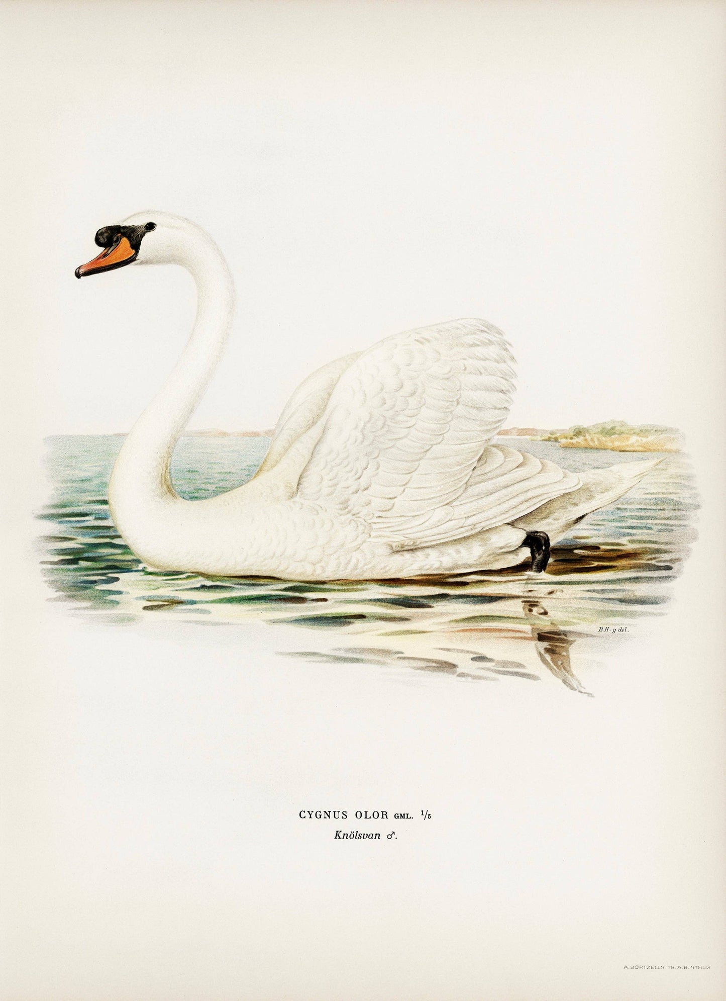 Mute Swan male (Cygnus olor) by The von Wright Brothers