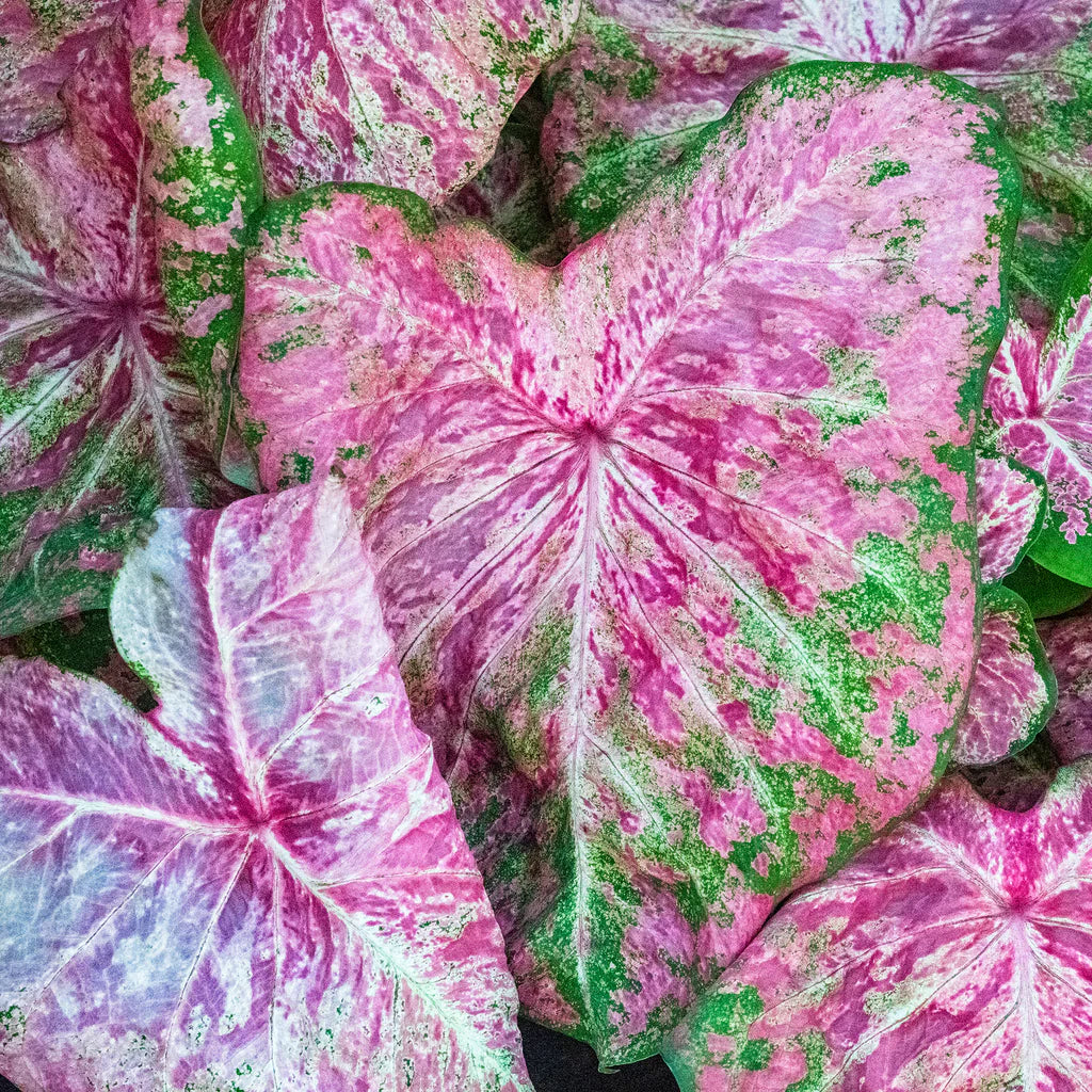 Ballet Slippers Caladium Bulbs- 8ct Bag