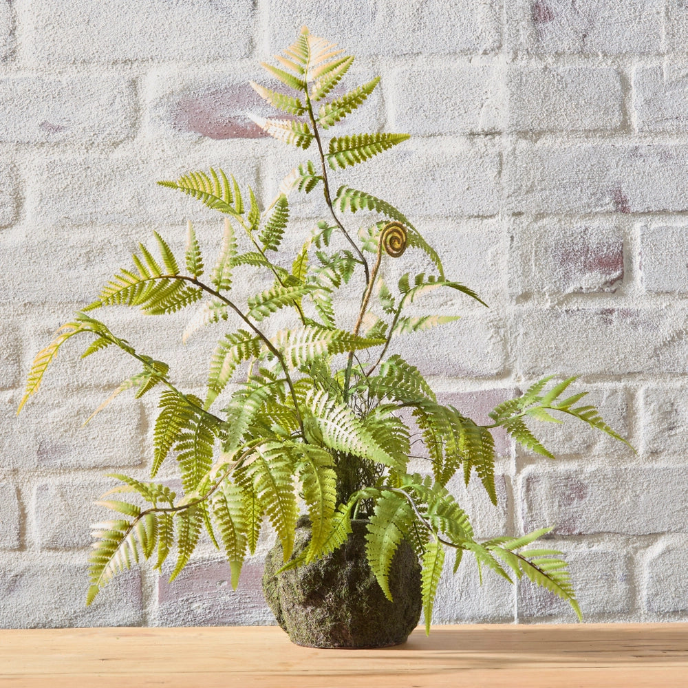 Fern Moss Drop In