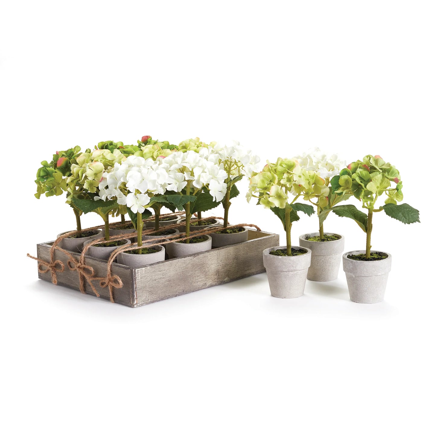 MINI HYDRANGEA POTTED 7"