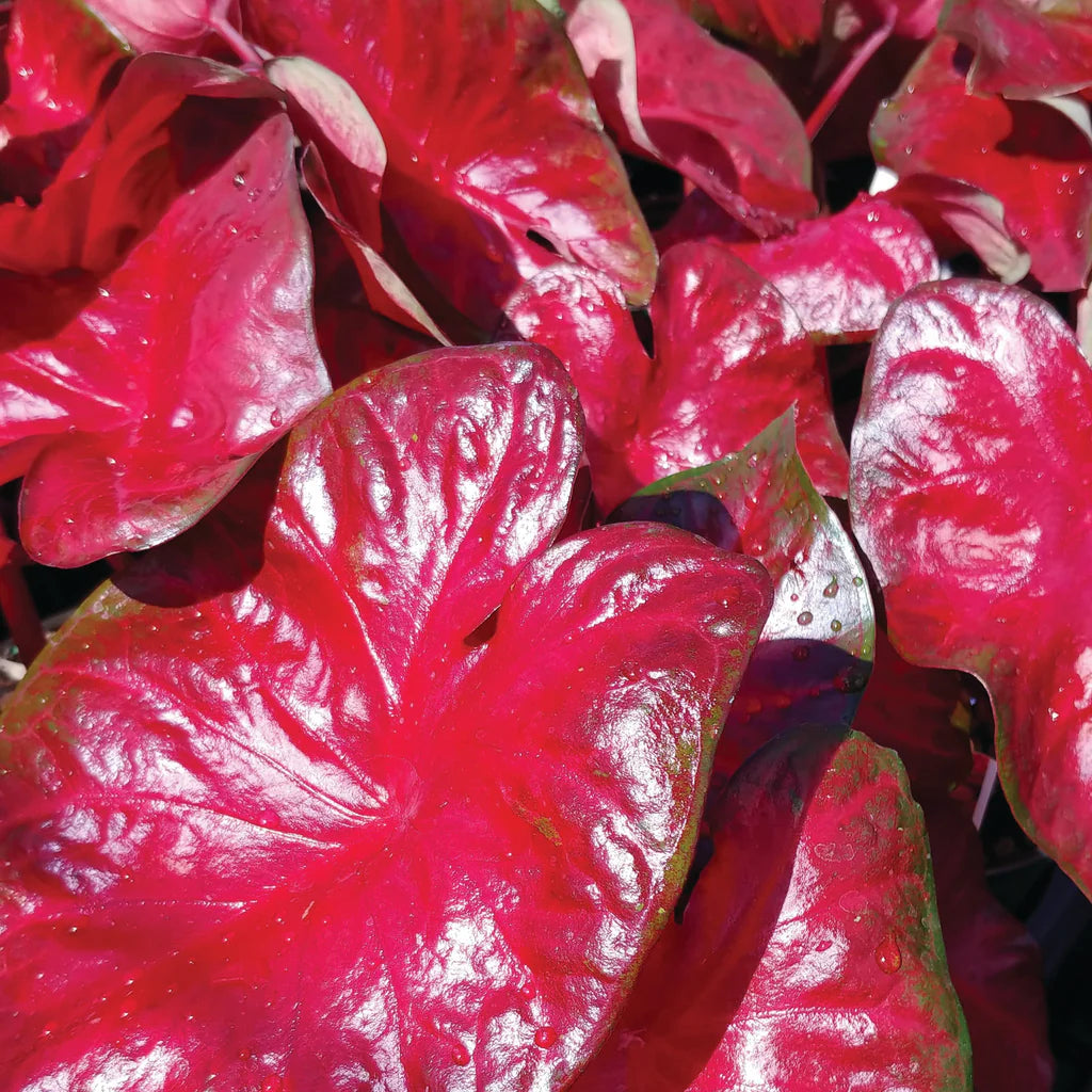 Heart to Heart® Hot Flash Caladium Bulbs- 8ct Bag