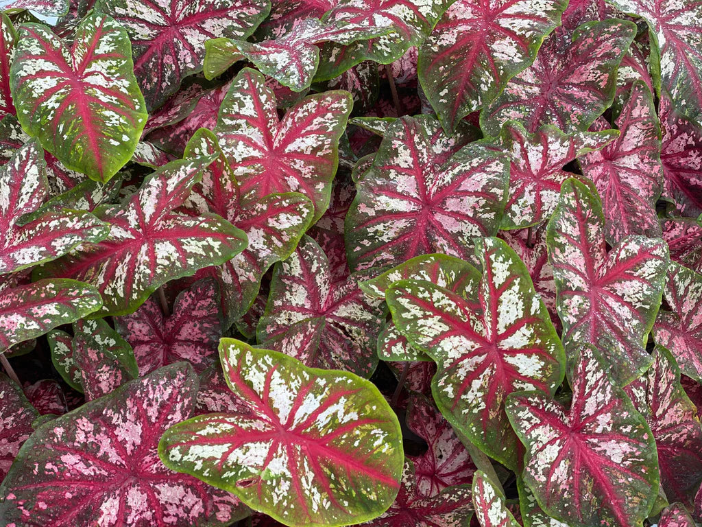 Heart to Heart® Bottle Rocket Caladium Bulbs- 8ct Bag
