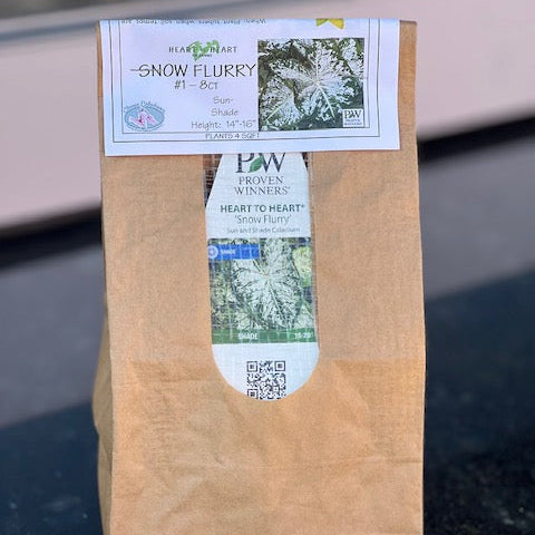Heart to Heart® Snow Flurry Caladium Bulbs- 8ct Bag