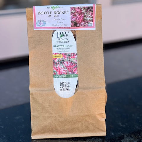 Heart to Heart® Bottle Rocket Caladium Bulbs- 8ct Bag