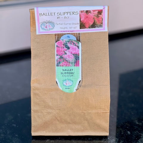 Ballet Slippers Caladium Bulbs- 8ct Bag