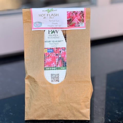 Heart to Heart® Hot Flash Caladium Bulbs- 8ct Bag