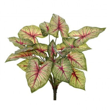 13" Natural Touch Caladium Plant