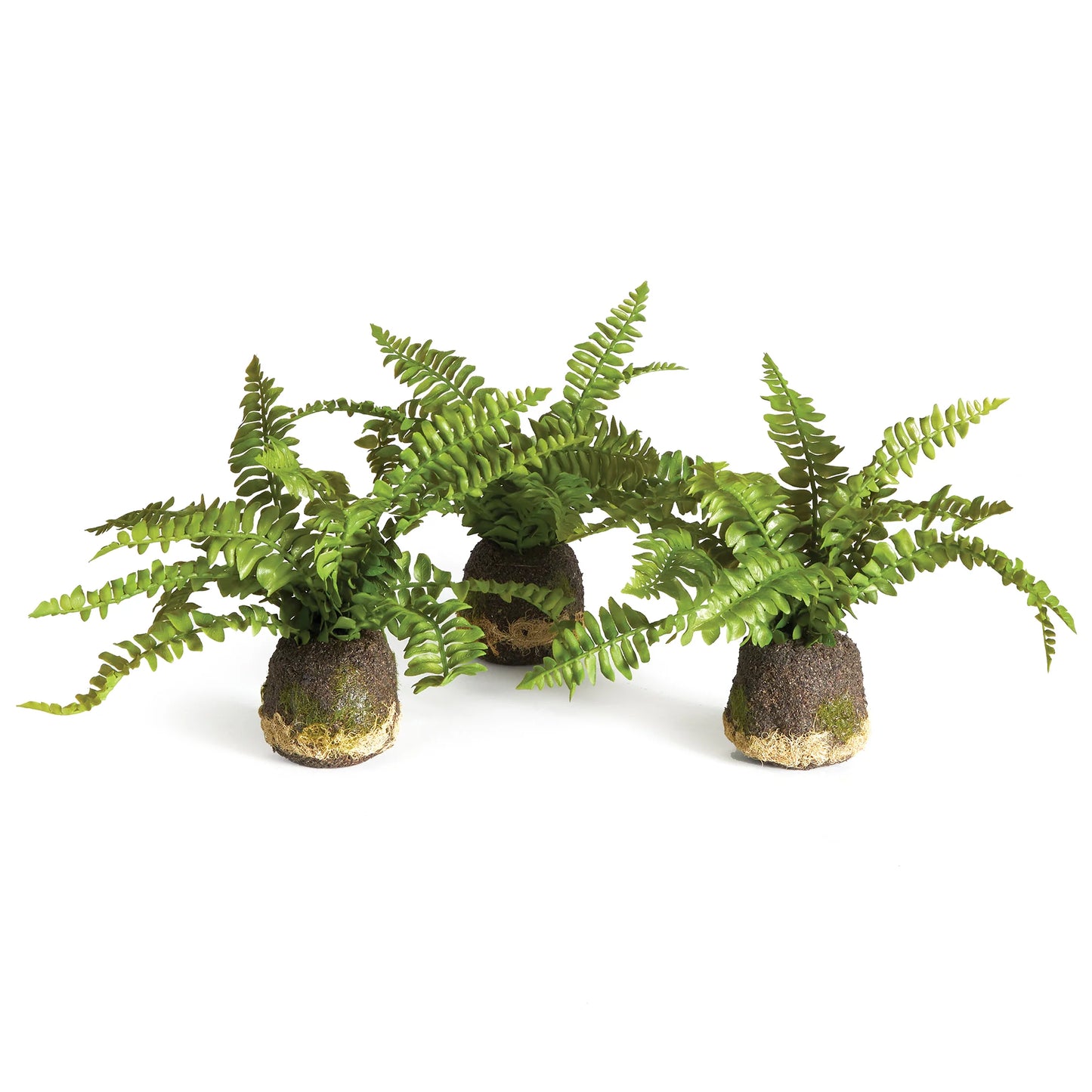 BOSTON FERN DROP-INS 2.5"