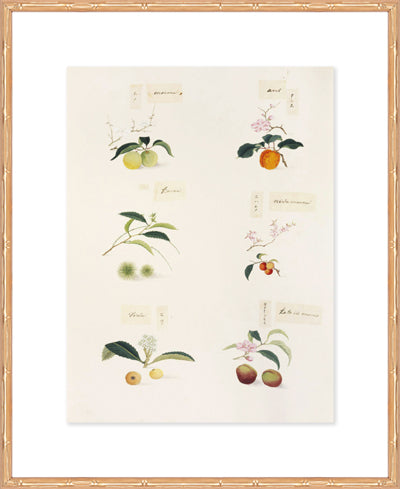 FRUIT GRID (GLASS)