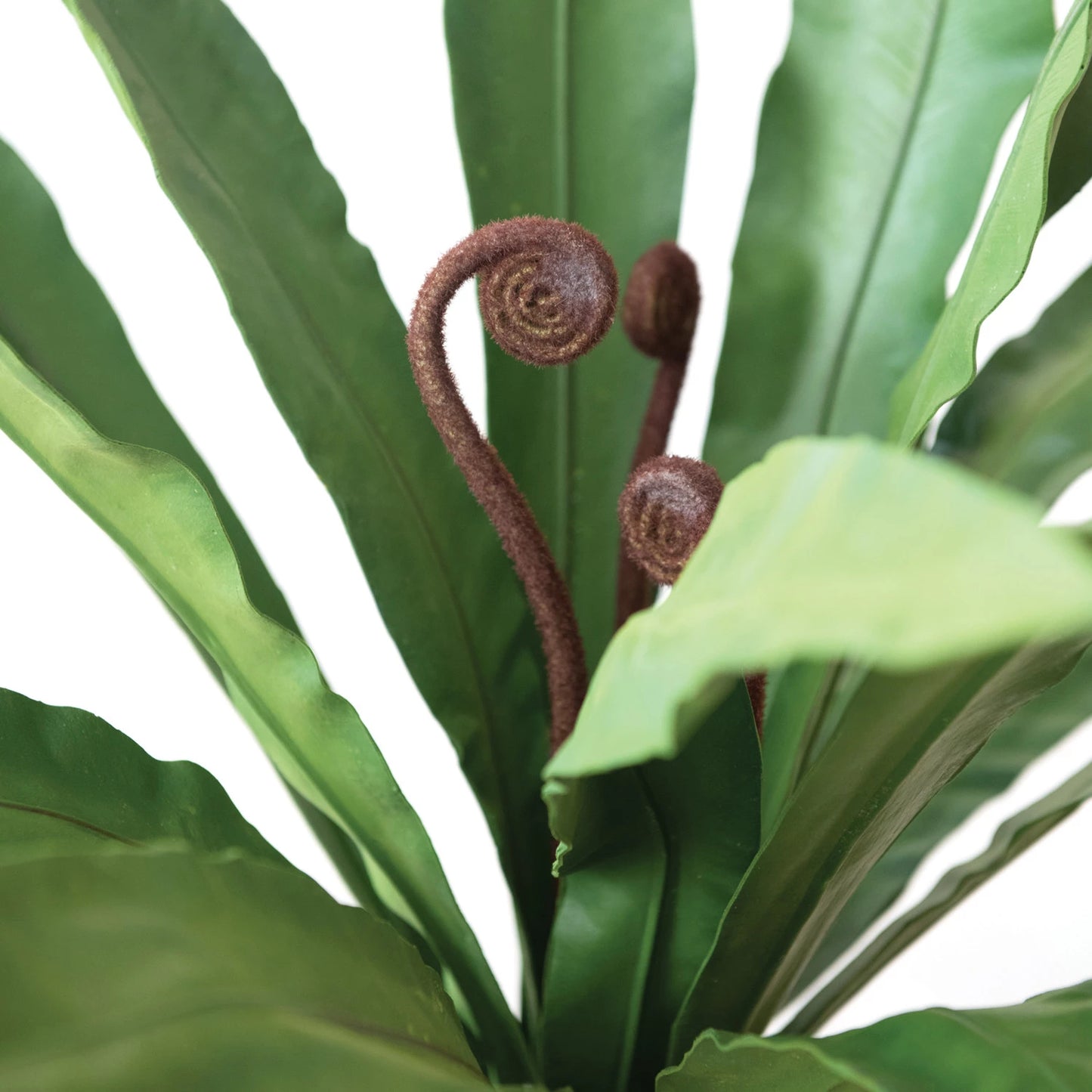 Faux Bird's Nest Fern Plant in Plastic Pot w/ Faux Moss