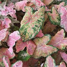 Ballet Slippers Caladium Bulbs- 8ct Bag
