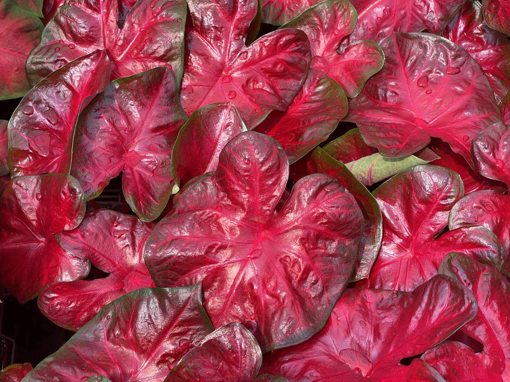 Heart to Heart® Hot Flash Caladium Bulbs- 8ct Bag