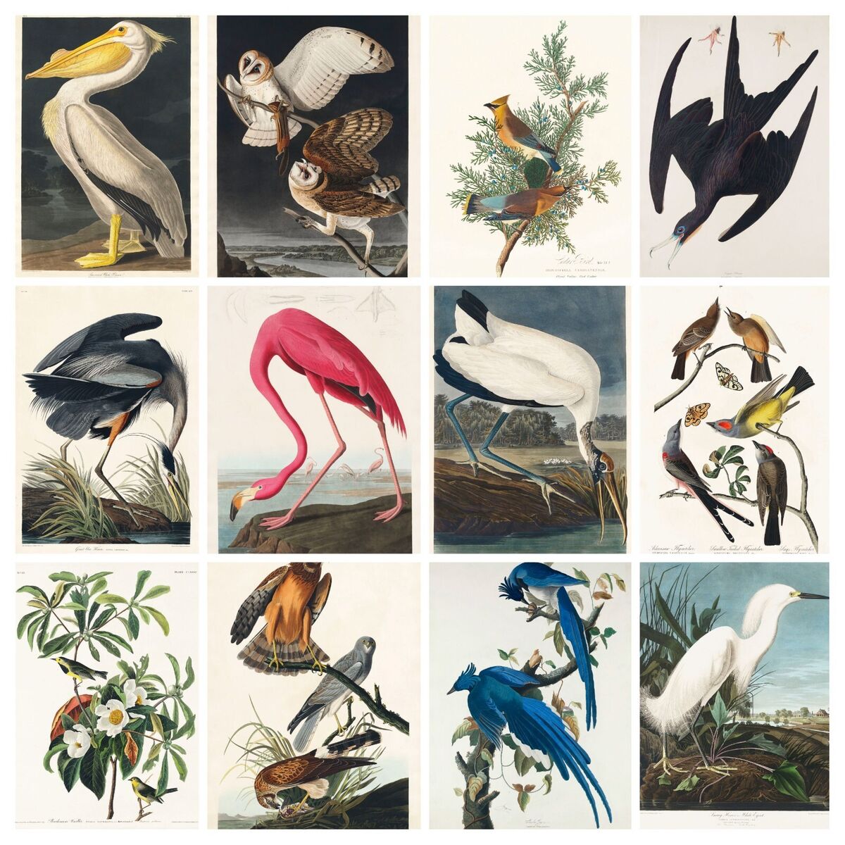 Audubon's Birds of America: An Abbeville Notecard Set