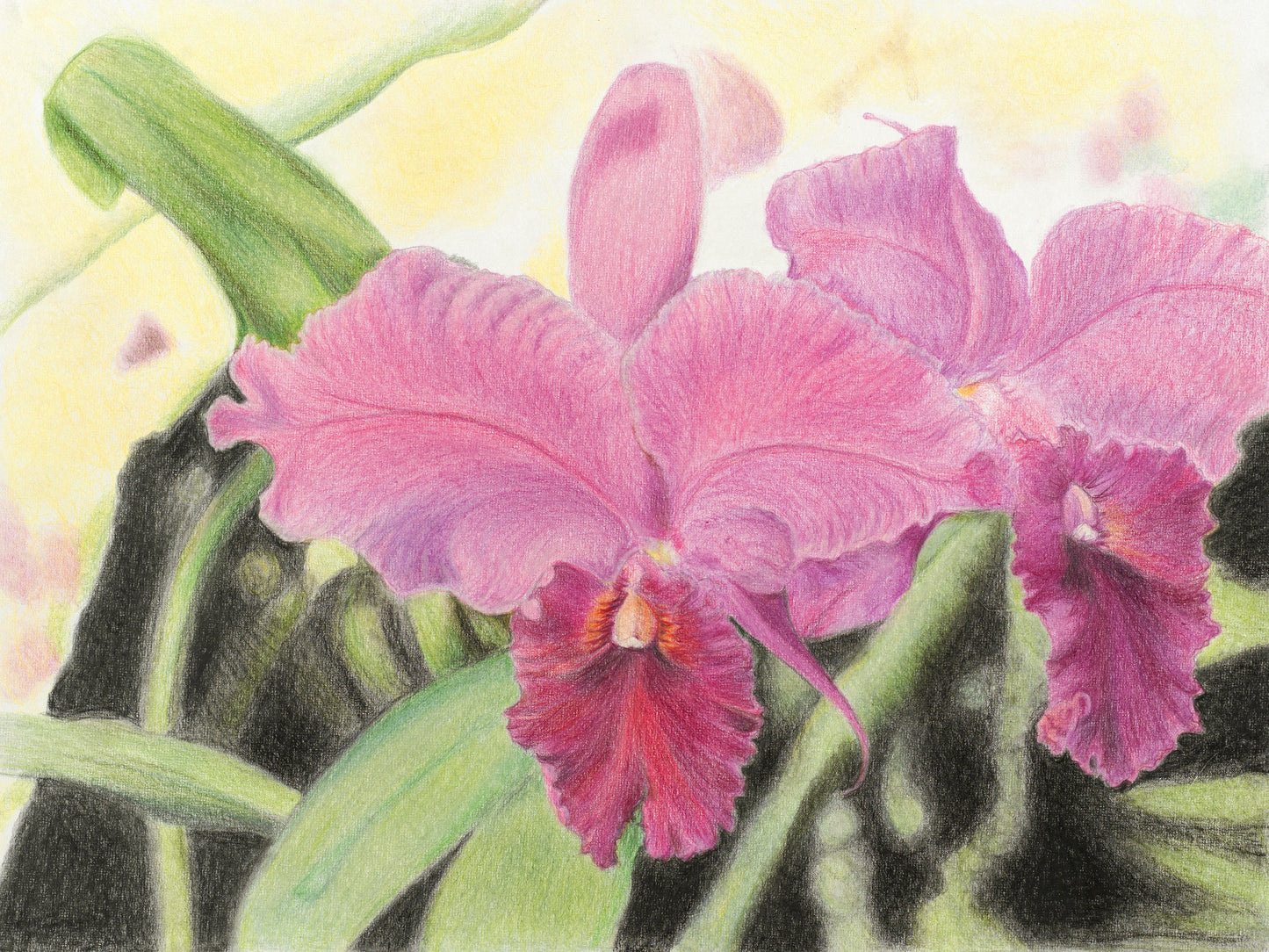 Numbered Orchid Drawing Print