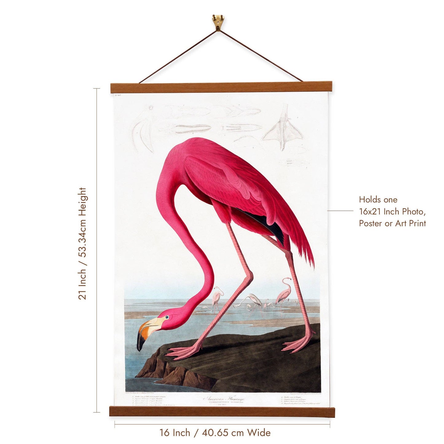 American Flamingo - James Audubon Wall Art Canvas Painting