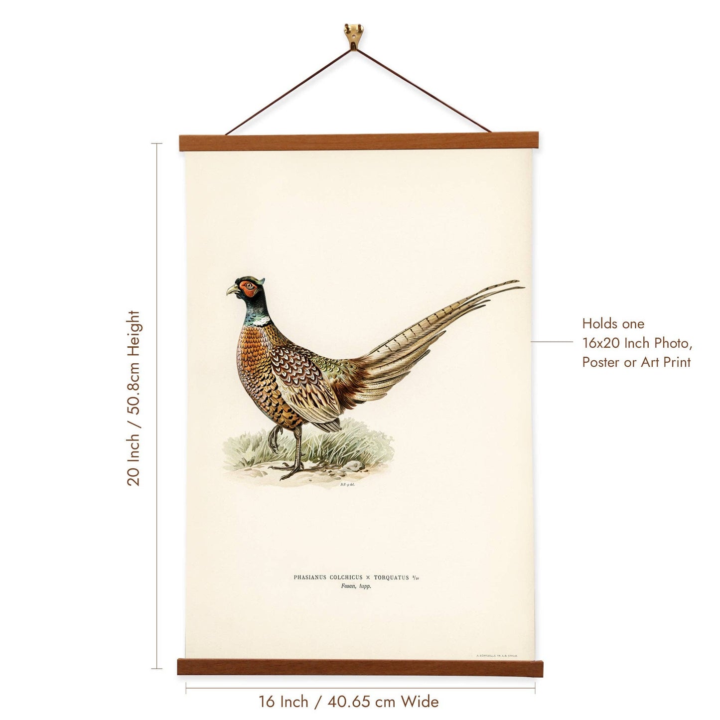 Ring-necked Pheasant by The von Wright Brothers