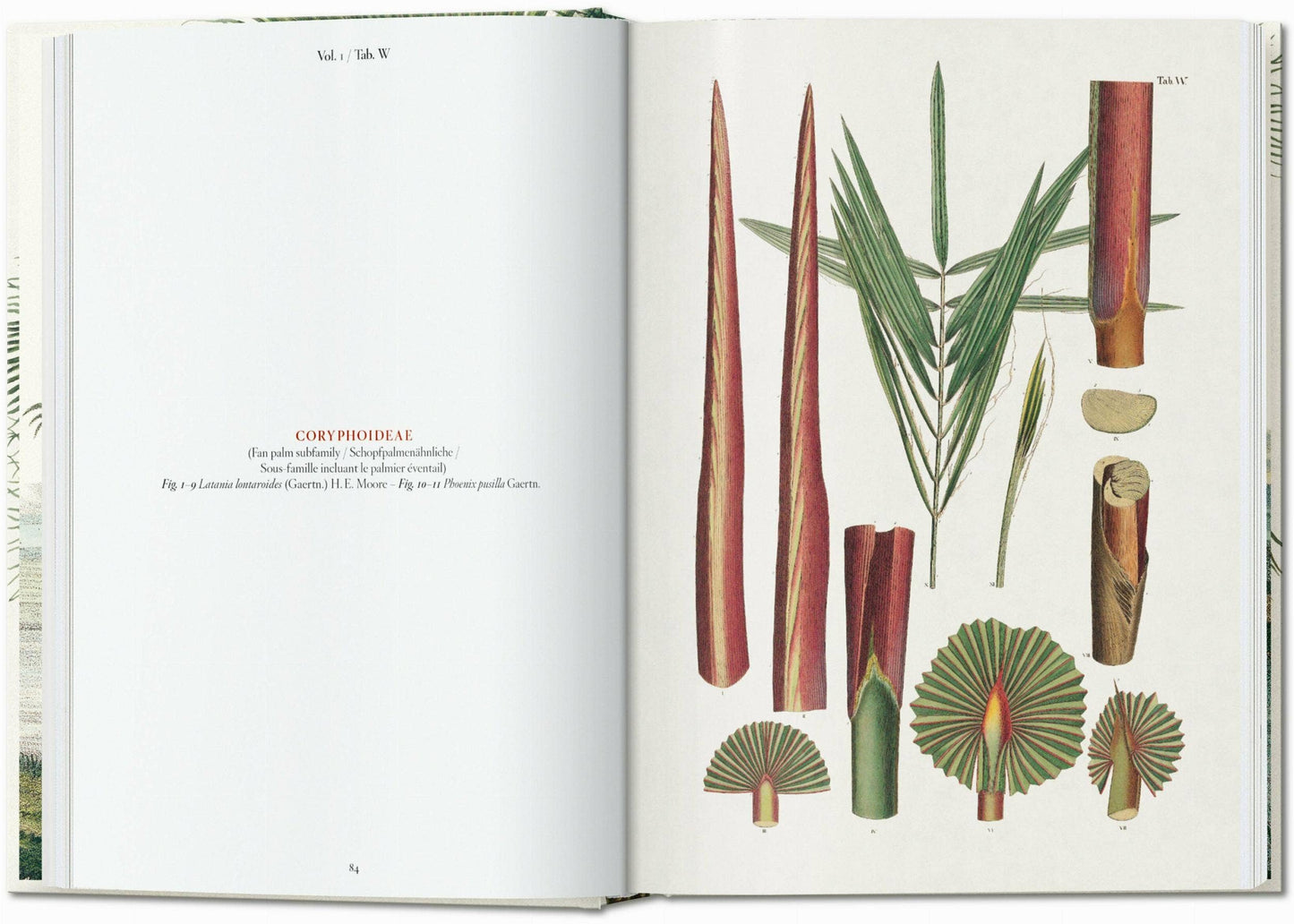 Martius. The Book of Palms. 45th Ed.