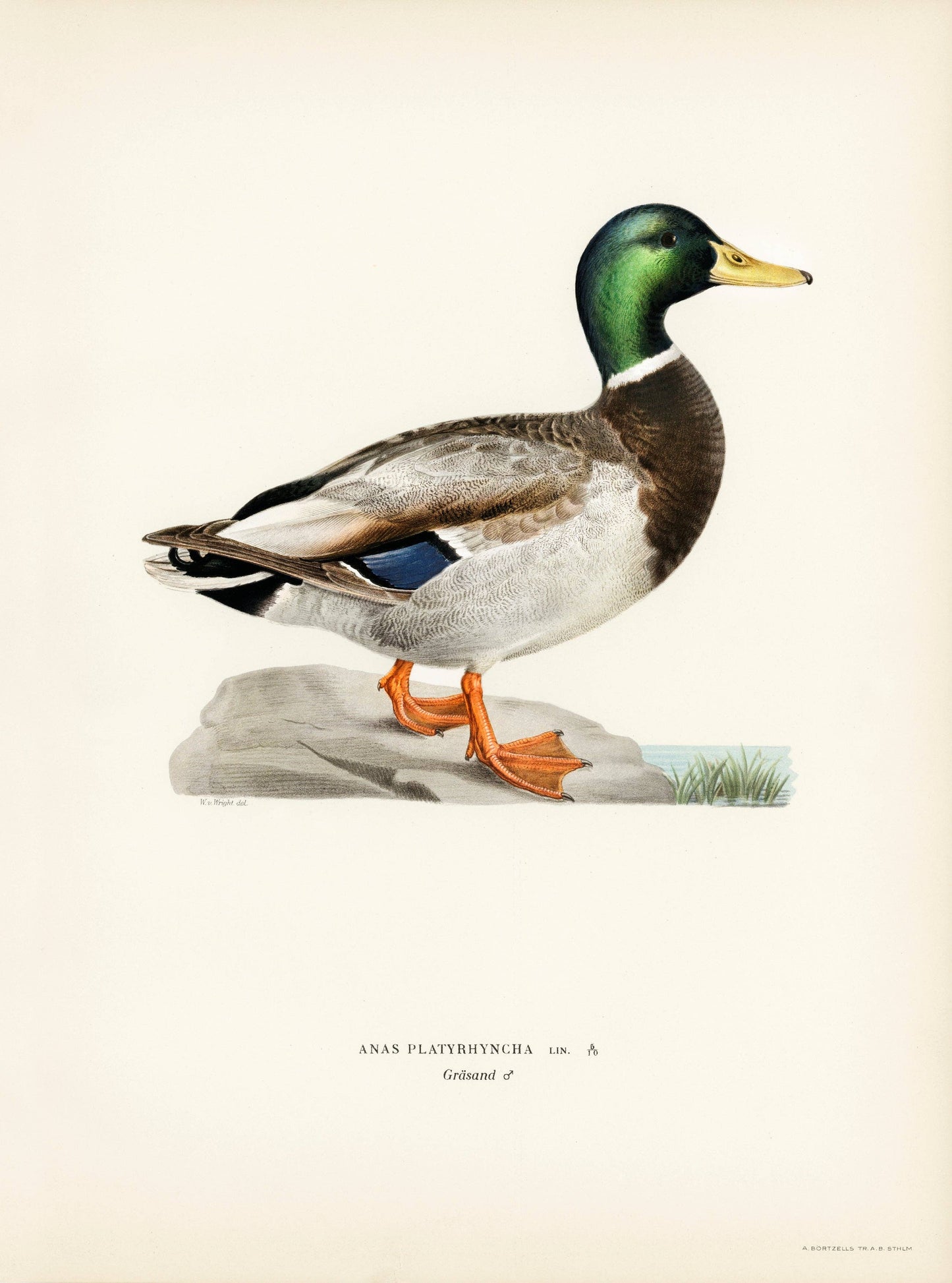 Mallard male (Anas platyrhynchos) by The von Wright Brothers