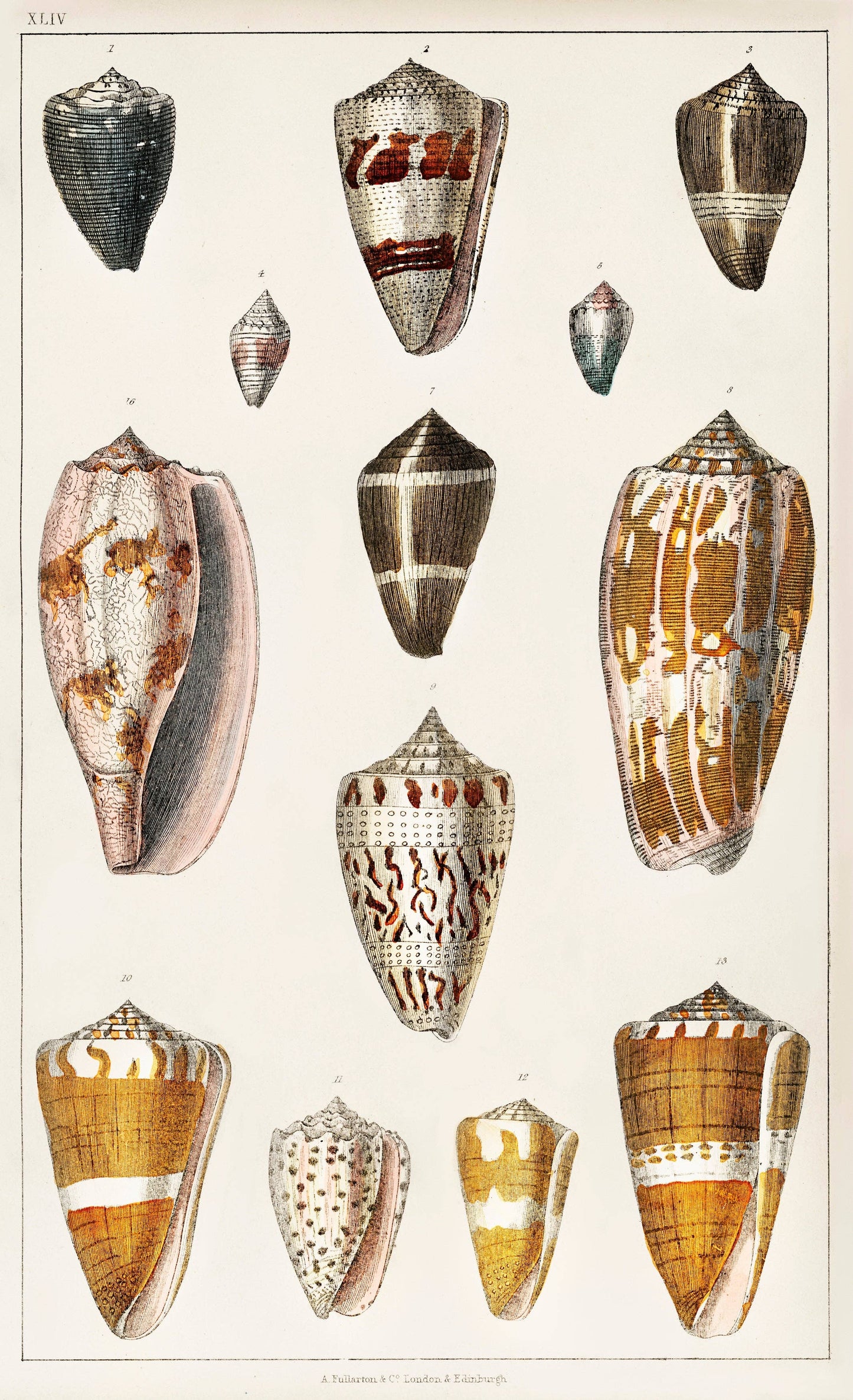 Shells Collection - Oliver Goldsmith - Scientific Art Print