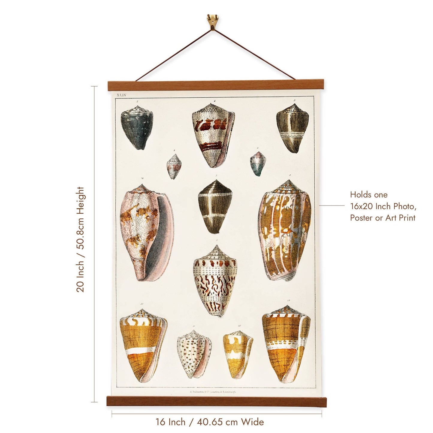 Shells Collection - Oliver Goldsmith - Scientific Art Print