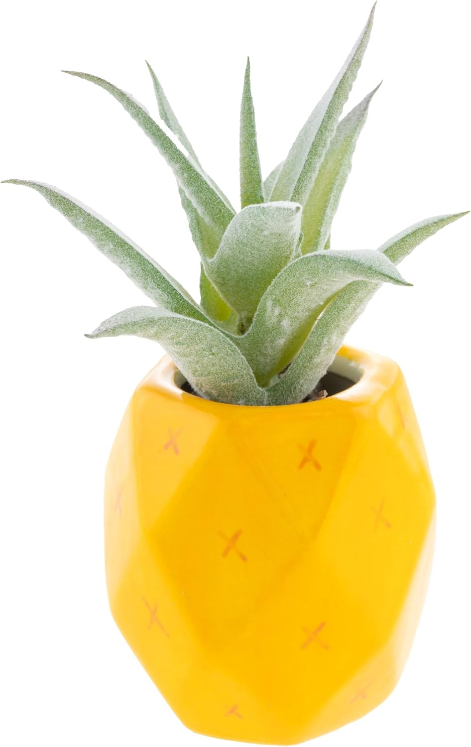 Shaped Succulent Pot Pineapple