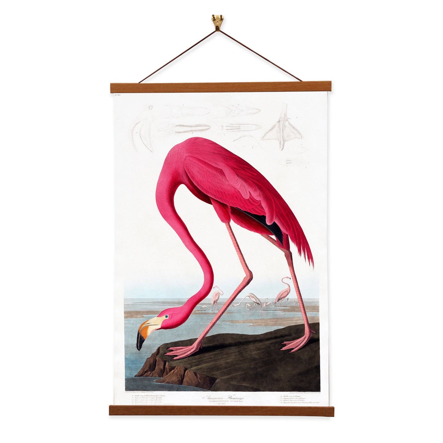 American Flamingo - James Audubon Wall Art Canvas Painting