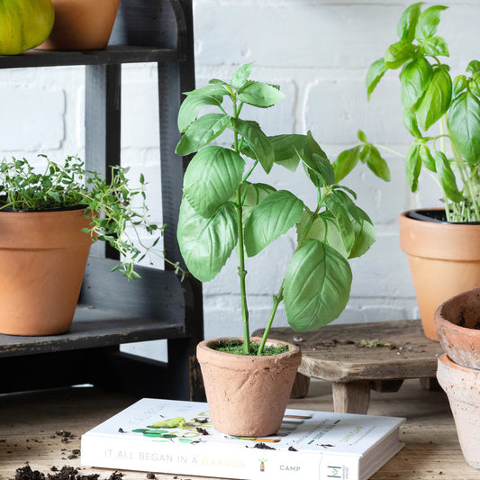 Basil Plant in Windowsill Pot