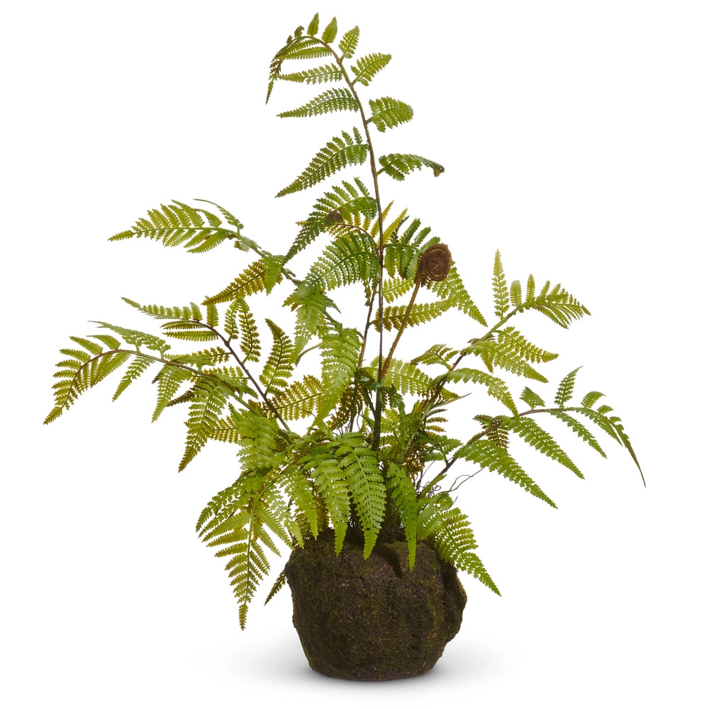 Fern Moss Drop In