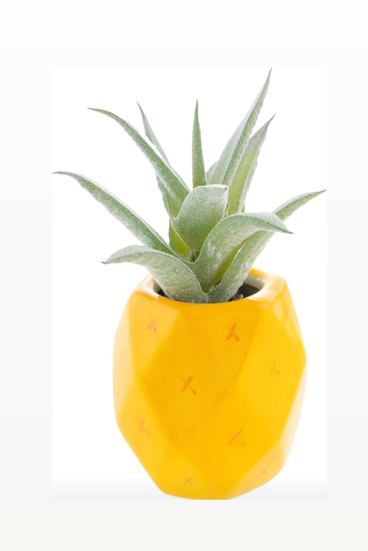 Shaped Succulent Pot Pineapple