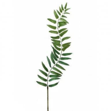 Narrow Fern Frond