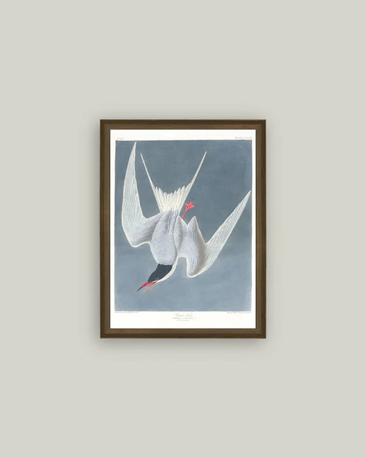 Great Tern Bird Painting 12x16