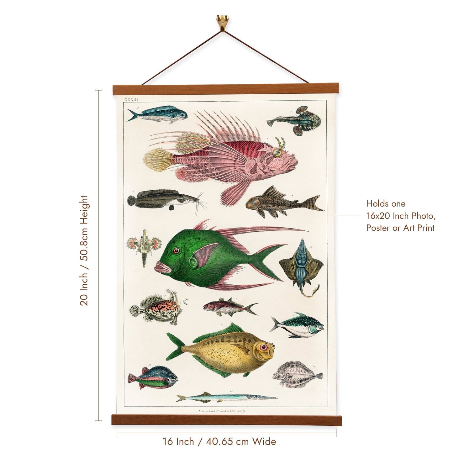 Fishes - Oliver Goldsmith - Scientific Illustration Art