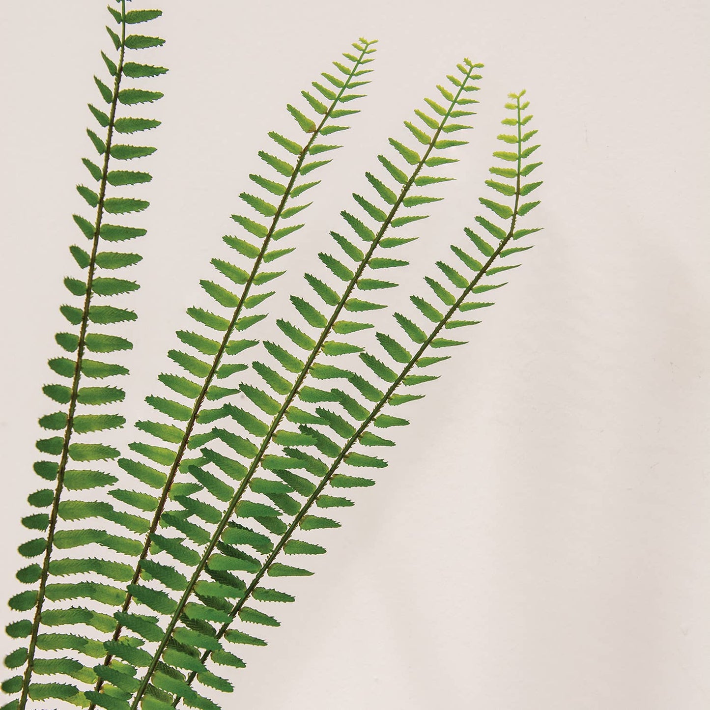 Sword Fern Bundle - 27"
