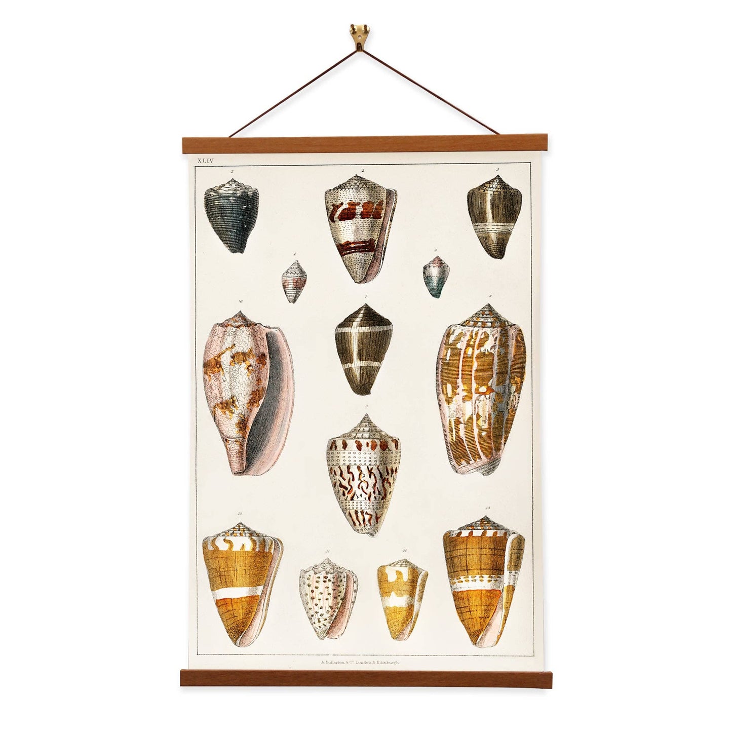 Shells Collection - Oliver Goldsmith - Scientific Art Print