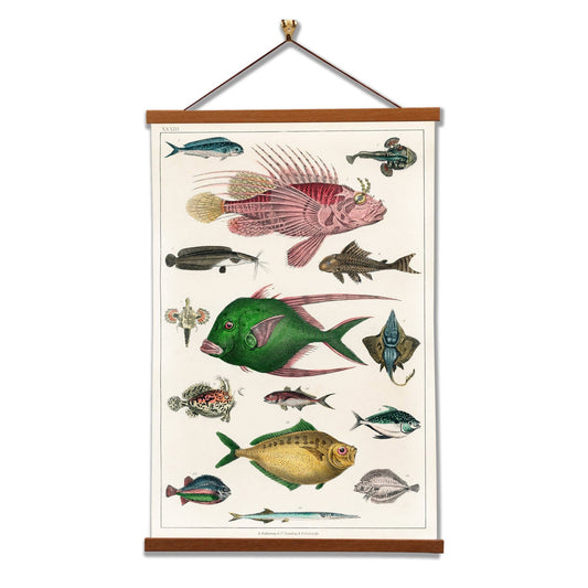 Fishes - Oliver Goldsmith - Scientific Illustration Art