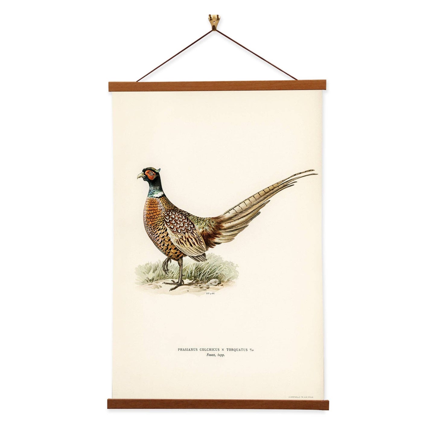 Ring-necked Pheasant by The von Wright Brothers