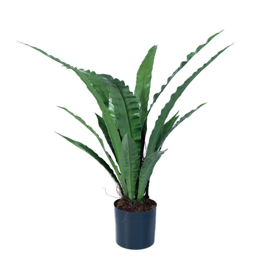 Faux Bird's Nest Fern Plant in Plastic Pot w/ Faux Moss