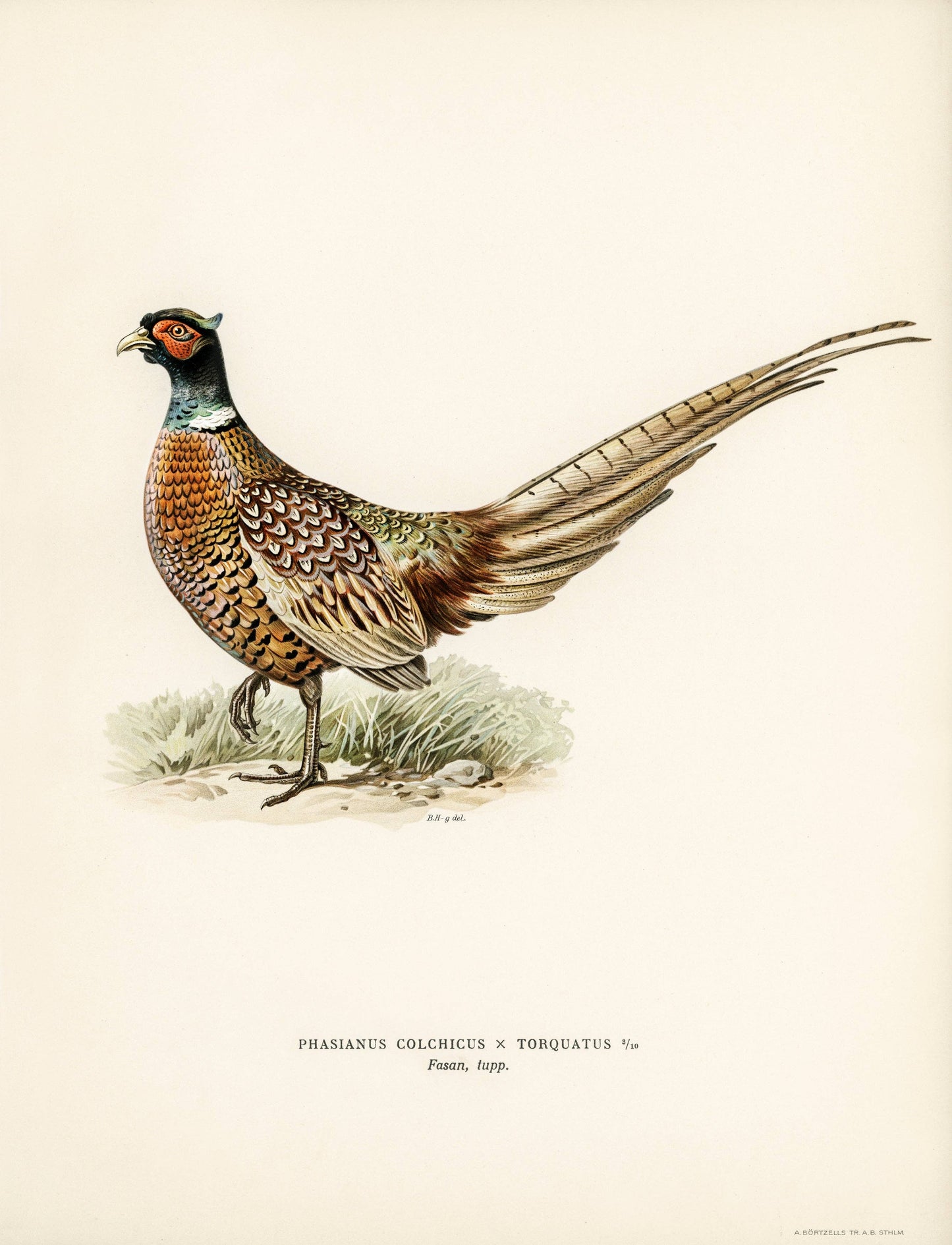 Ring-necked Pheasant by The von Wright Brothers