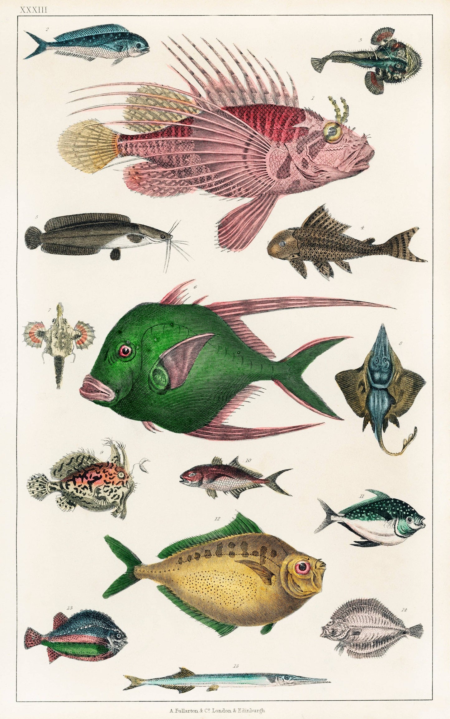 Fishes - Oliver Goldsmith - Scientific Illustration Art