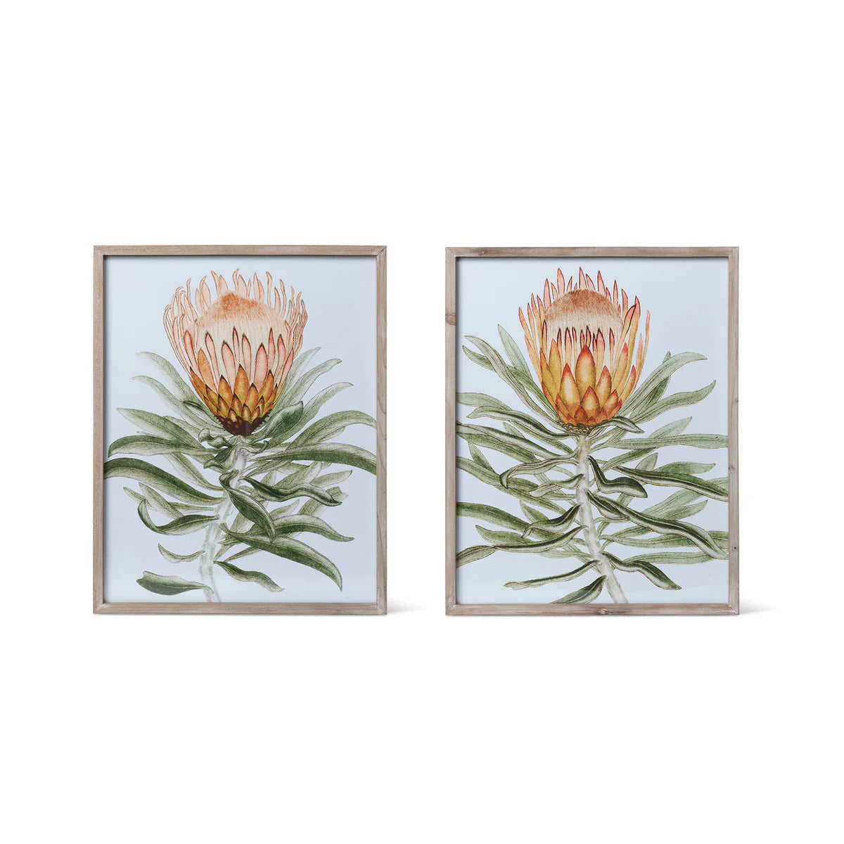 Protea Watercolor Prints in Wood Frames, 2 Assorted Styles